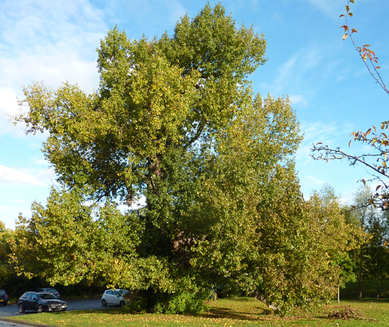 blackpoplar